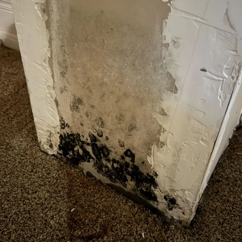 Professional Mold Removal in Arthur County, NE